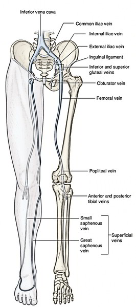 Easy Notes On 【Lower Limb】Learn in Just 4 Minutes! - Earth ...