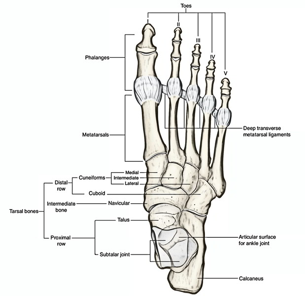 joint between phalanges and metatarsals