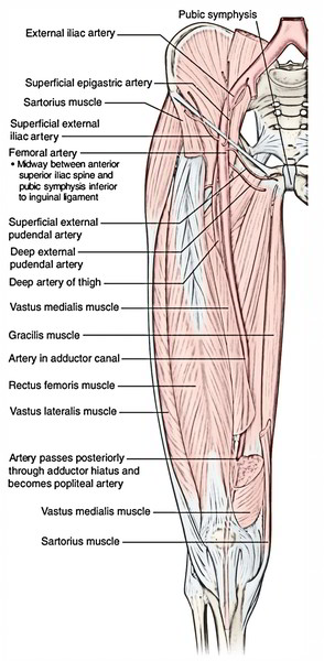Easy Notes On 【Femoral Artery】Learn in Just 4 Minutes!