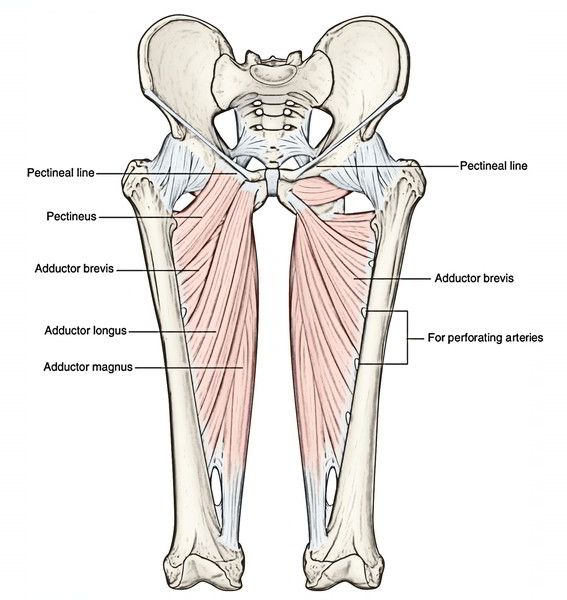 Easy Notes On 【Adductor Magnus】Learn in Just 4 Minutes!