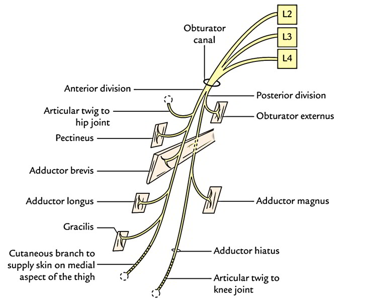 Obturator Nerve Pathway Obturator Nerve Pathway