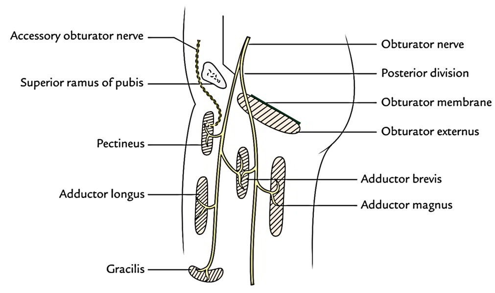 Obturator Nerve Earth's Lab
