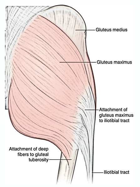 Easy Notes On 【Muscles of The Gluteal Region】Learn in Just 6 Minutes!