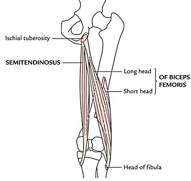 Back Muscles – The Muscles of the Back – Earth's Lab