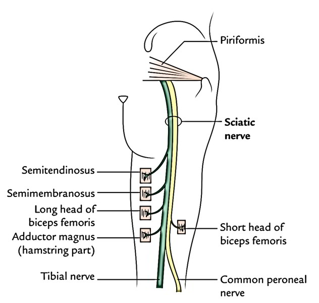 Sciatic Nerve | Earth's Lab