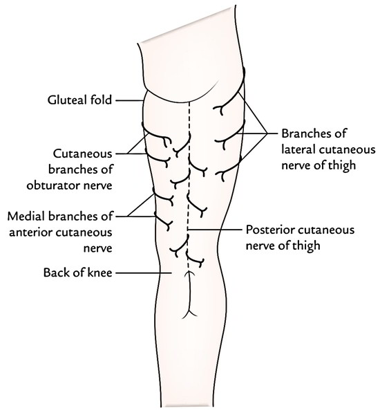 Easy Notes On 【Posterior Compartment of Thigh】Learn in Just 3 Mins