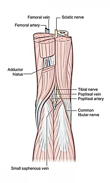 Easy Notes On 【Popliteal Artery】Learn in Just 4 Minutes!