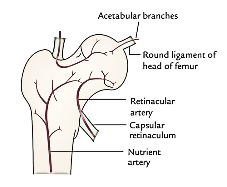 Easy Notes On 【Hip Joint】Learn in Just 4 Minutes!