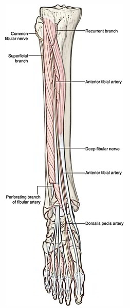 Anterior Tibial Artery | Earth's Lab