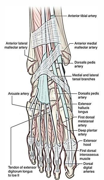 Dorsalis Pedis Artery - Earth's Lab