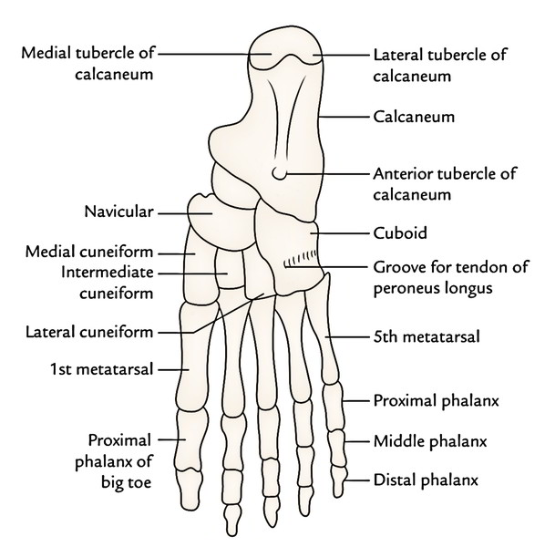 Foot Chart Origin