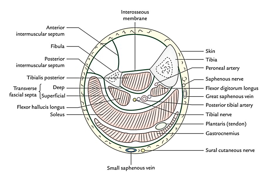 compartments of leg vessels compartments of leg vessels