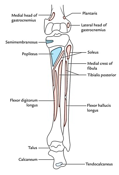 Calf Muscles - Posterior Compartment - Superficial