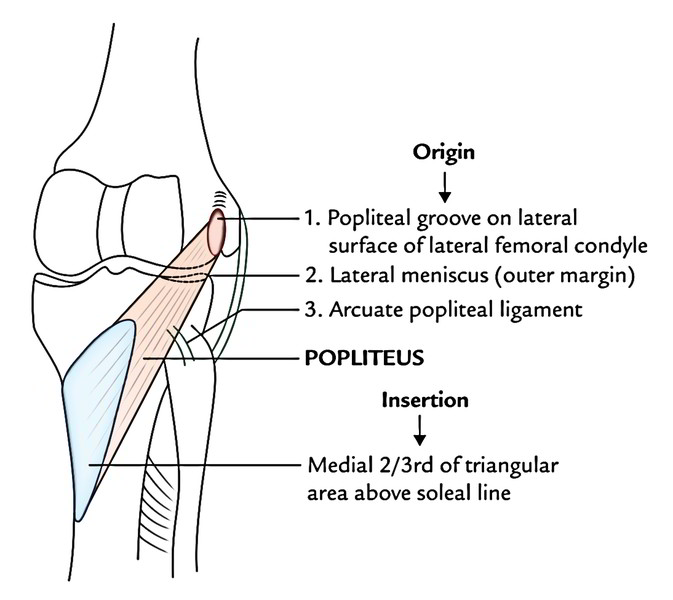 leg compartment muscles leg compartment muscles