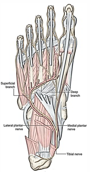 Easy Notes On 【Plantar Nerves】Learn in Just 4 Minutes!