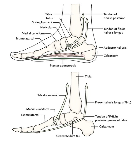 Arches of The Foot Earth's Lab