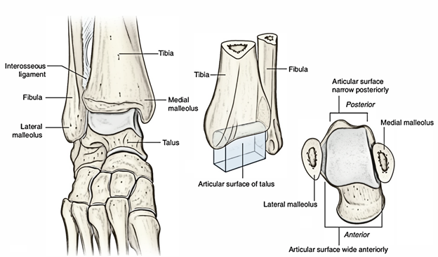 Become A Talocrural Joint Anatomy Expert Today - e4f6f16
