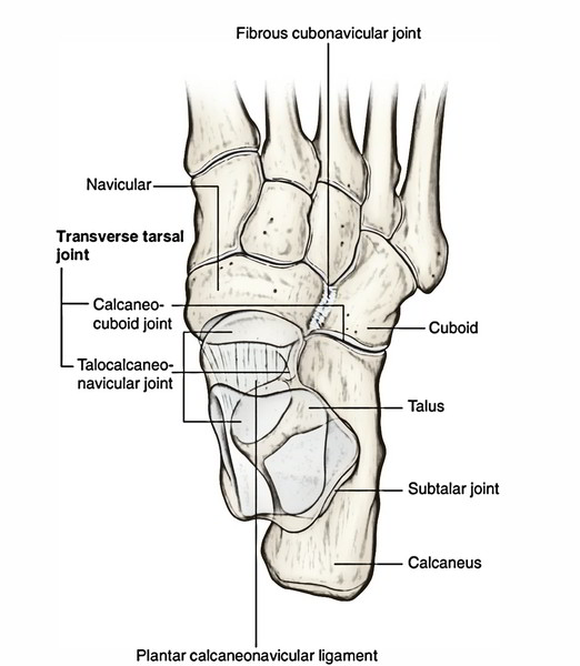 Joints Of The Foot Diagram - vrogue.co