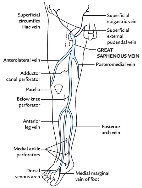 Easy Notes On 【Saphenous Vein】Learn in Just 4 Minutes! – Earth's Lab