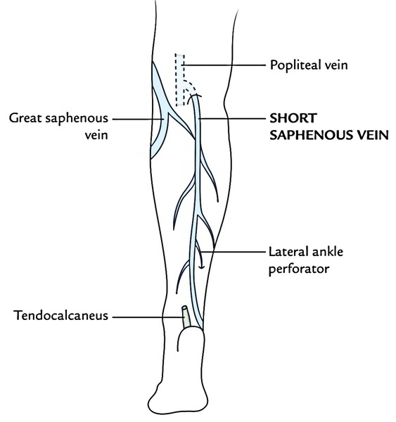 Easy Notes On 【Saphenous Vein】Learn in Just 4 Minutes!