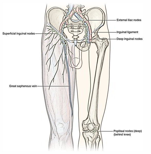 Easy Notes On 【Lymphatic Drainage of The Lower Limb】 – Earth's Lab