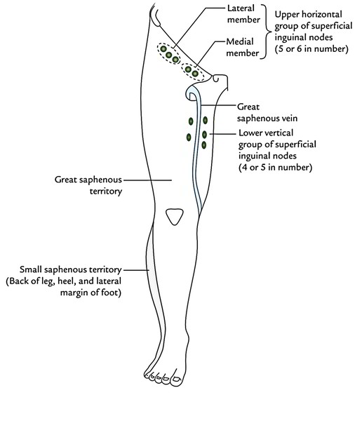 Easy Notes On 【Lymphatic Drainage of The Lower Limb】 – Earth's Lab