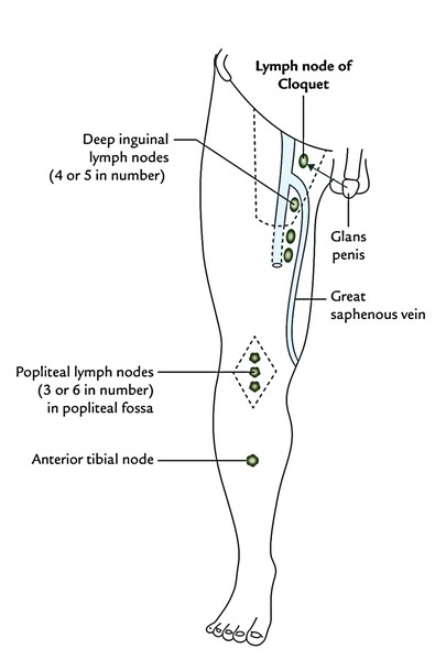 Lymph Nodes In Groin Male