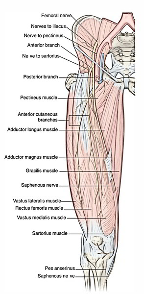 Femoral Nerve | Earth's Lab