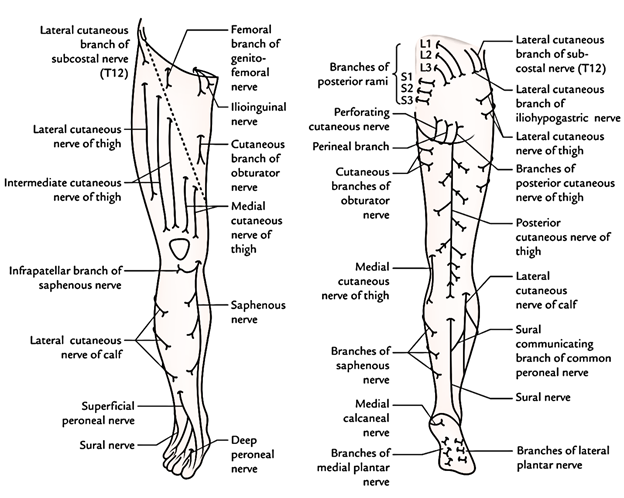 Easy Notes On 【Cutaneous Innervation of The Lower Limb】