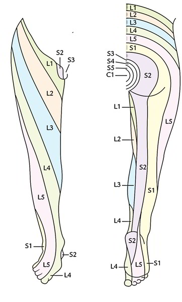Segmental Innervation of The Lower Limb – Earth's Lab
