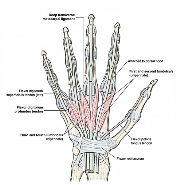 Intrinsic Muscles of the Hand – Earth's Lab