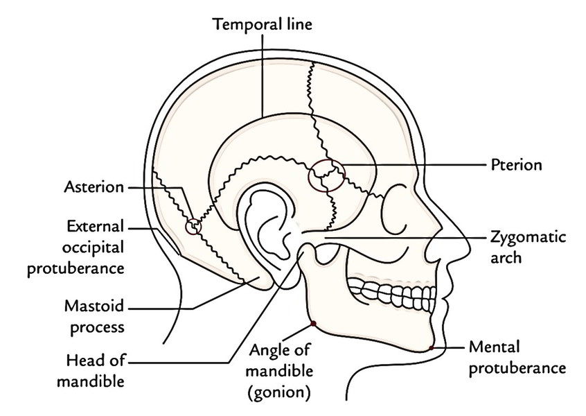 Protuberance Anatomy Example