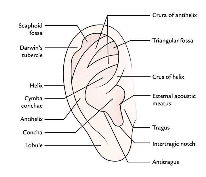 Anatomy and Regions of Head – Earth's Lab (2023)