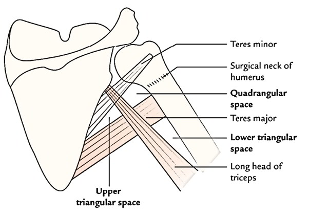 Triangular Space - Borders - Contents - TeachMeAnatomy