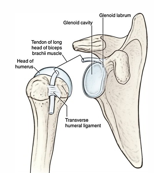 Easy Notes On 【Shoulder (Glenohumeral) Joint】Learn in Just 3 Mins!