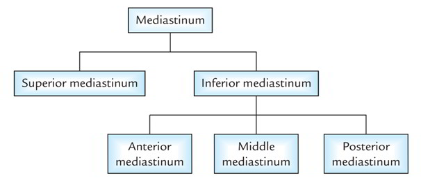 Anatomy #20: Mediastinum Flashcards