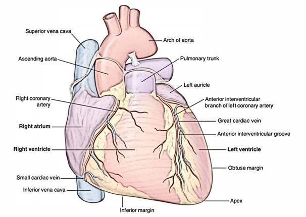 Easy Notes On  U3010heart U3011learn In Just 4 Minutes