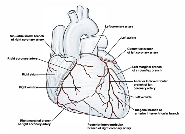 Arterial Supply of the Heart – Right and Left Coronary Artery – Earth's Lab