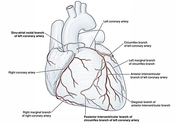 Arterial Supply Of The Heart Right And Left Coronary Artery Earth S Lab