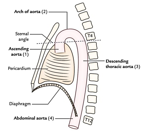 Easy Notes On Aorta Learn In Just 4 Minutes Earth S Lab