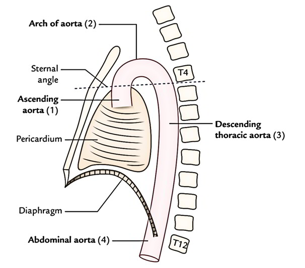 Ascending Aorta Branches Into