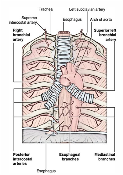 Aorta Artery Branches