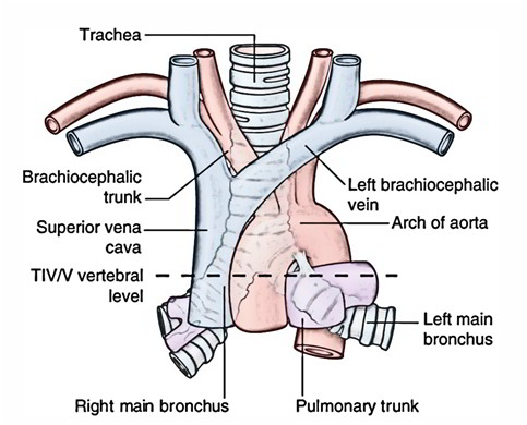 Trachea