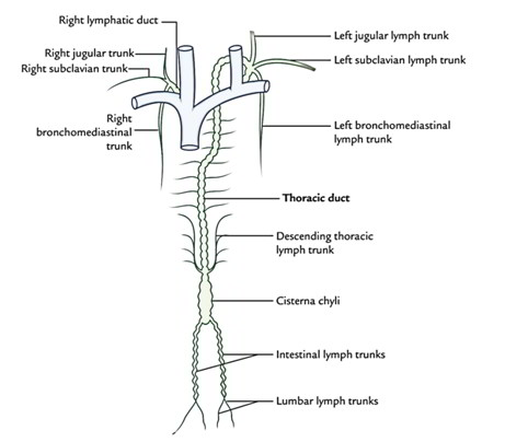 Thoracic Duct Largest Lymphatic Duct Anatomy Course T vrogue co Thoracic Duct Largest Lymphatic Duct Anatomy Course T vrogue co