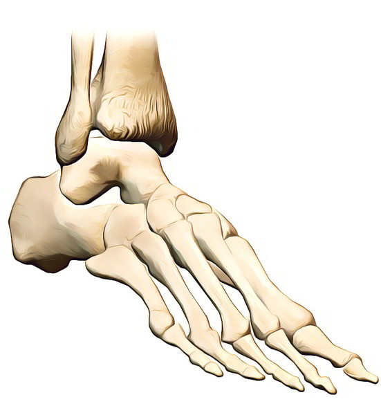 easy notes on tarsal bones learn in just 4 minutes the union of the proximal and middle phalanges form joints