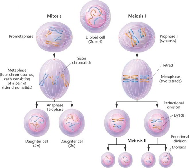 Mitosis and Its Phases – Earth's Lab