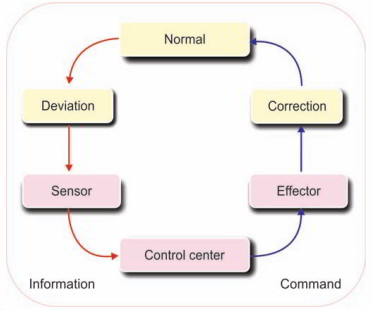 Homeostasis – Role and Component – Earth's Lab