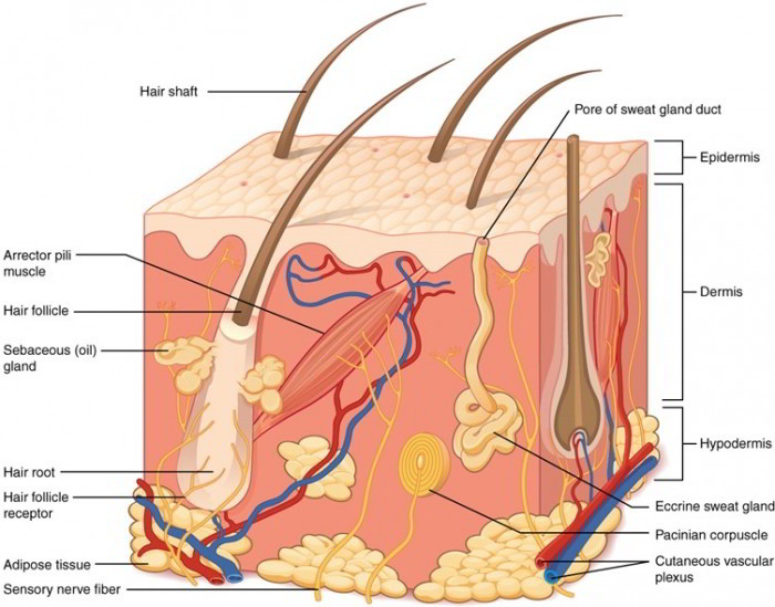 anatomy physiology of skin Understand the anatomy and physiology of the skin in relation to pressure care area 11 describe the anatomy and physiology of the skin in relation to skin breakdown and the development of pressure sores. anatomy physiology of skin Understand the anatomy and physiology of the skin in relation to pressure care area 11 describe the anatomy and physiology of the skin in relation to skin breakdown and the development of pressure sores.