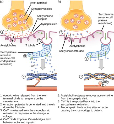 Excitation – Contraction Coupling