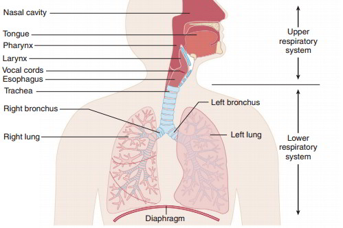 Respiratory System – Structures and Functions